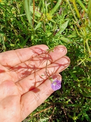 Ipomoea costellata, photograph author not stated, no rights reserved