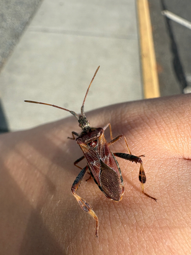 Western Conifer Seed Bug