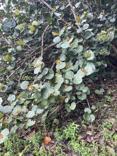 Coccoloba uvifera