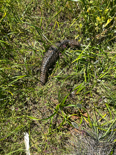 Shingleback