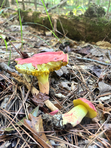 Boletus roodyi