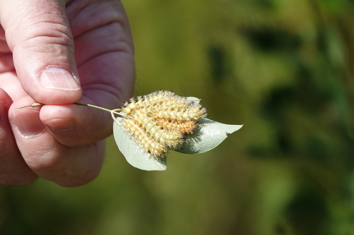 Io Moth