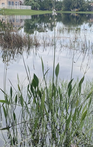 Sagittaria lancifolia, photograph 6