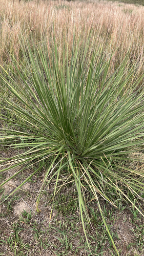 Great Plains yucca