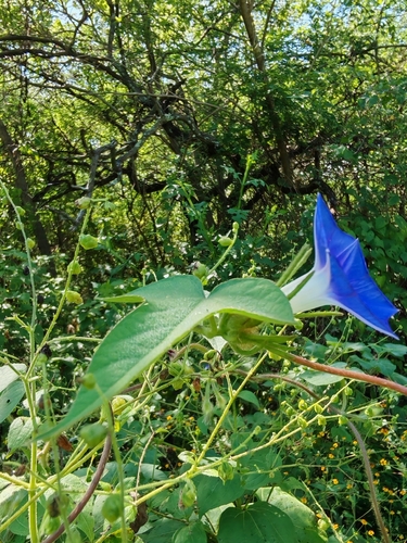 Ipomoea nil