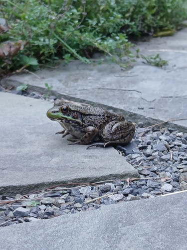 Green Frog