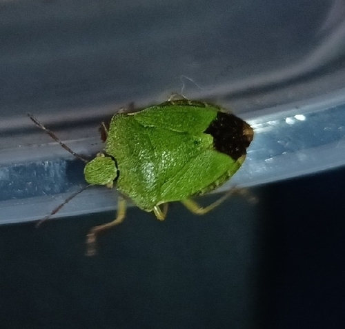 Green Shield Bug