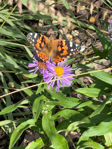 Painted Lady