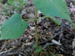Phryma