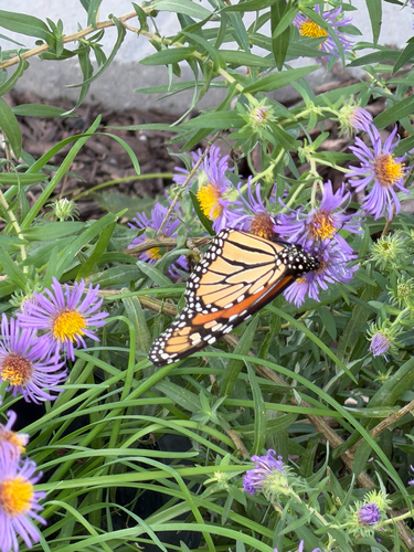 Monarch