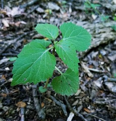 Phryma