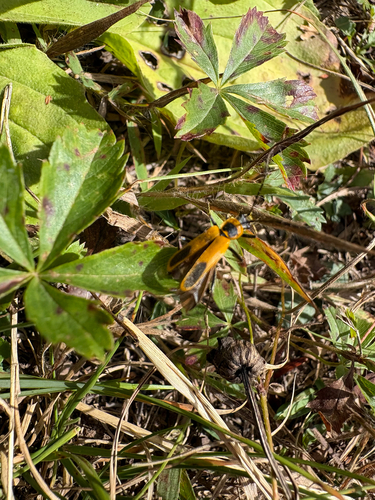 Goldenrod Soldier Beetle