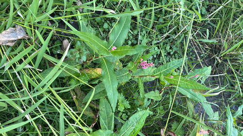 water smartweed