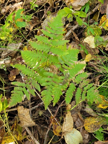Gymnocarpium dryopteris, photograph 6