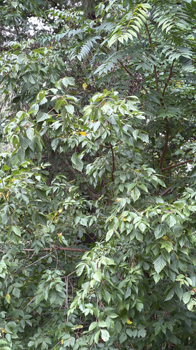 box elder