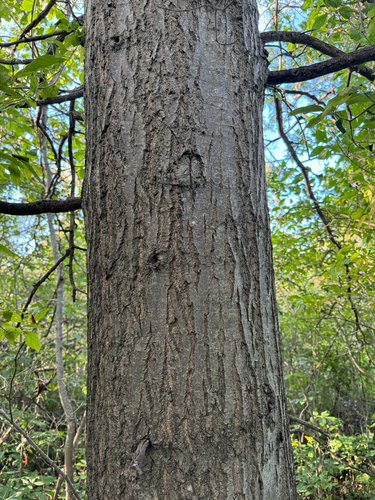 Quercus palustris, photograph 3