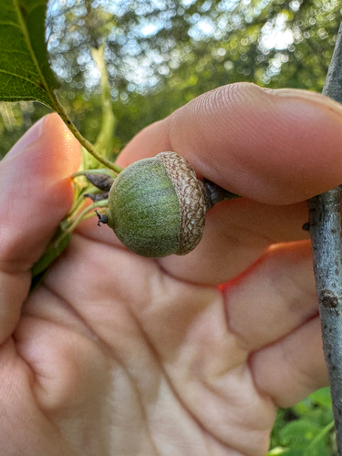 Quercus palustris