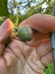 Quercus palustris