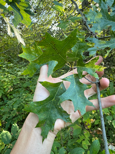 Quercus palustris, photograph 2