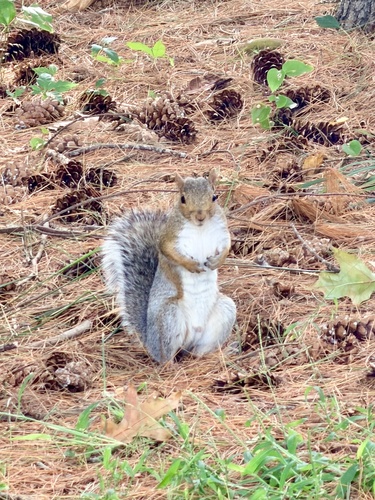 Eastern Gray Squirrel