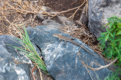 Gallotia galloti eisentrauti