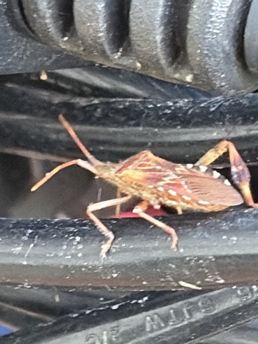 Western Conifer Seed Bug