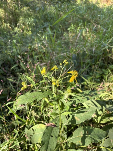 Wingstem