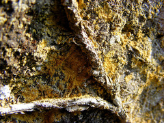 Leproplaca chrysodeta