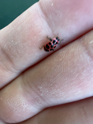 Spotted Pink Lady Beetle