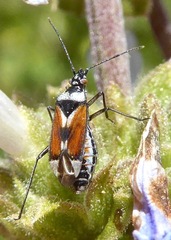 Macrotylus vanduzeei