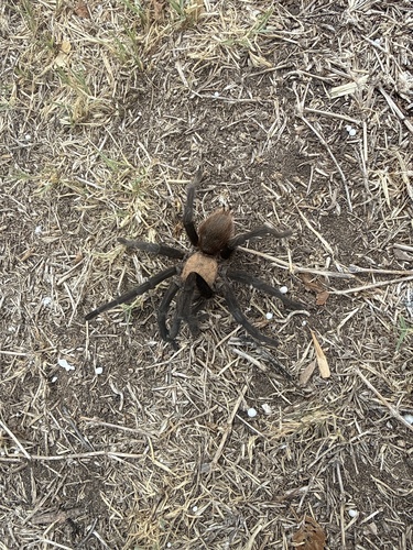 Texas Brown Tarantula