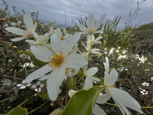 Clematis paniculata, photograph 6