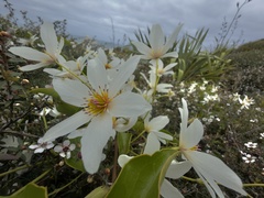 Clematis paniculata, photograph (c) Shaun Lee, some rights reserved (CC BY)