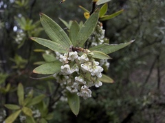 Leucopogon fasciculatus, photograph (c) Shaun Lee, some rights reserved (CC BY)