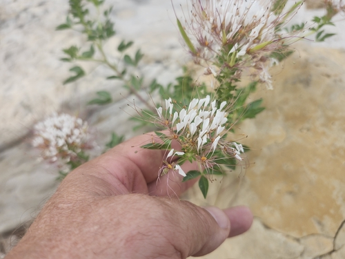 redwhisker clammyweed