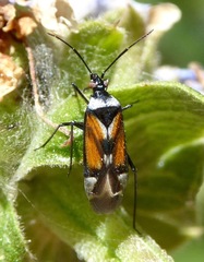 Macrotylus vanduzeei