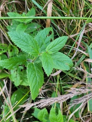 Stachys pilosa, photograph (c) Robyn Perkins, some rights reserved (CC BY)