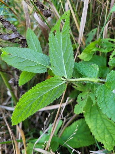 Stachys pilosa, photograph 4