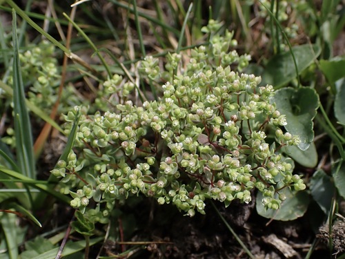 Radiola linoides, photograph 1