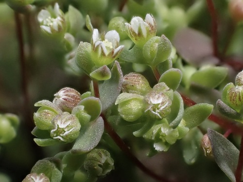 Radiola linoides