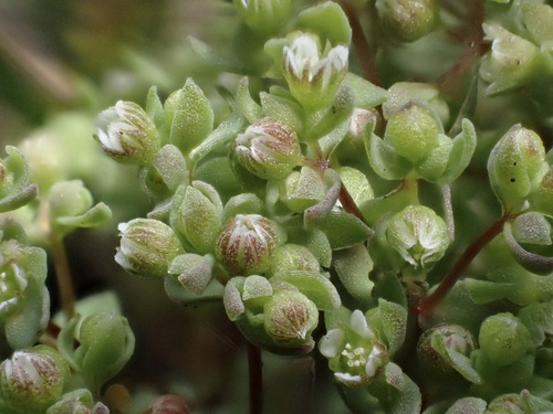Radiola linoides, photograph 3