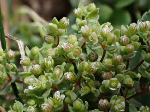 Radiola linoides, photograph 2