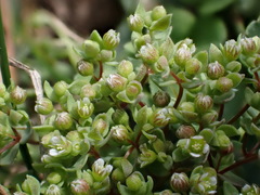(c) Joss Carr, some rights reserved (CC BY) Radiola linoides, photograph (c) Joss Carr, some rights reserved (CC BY)