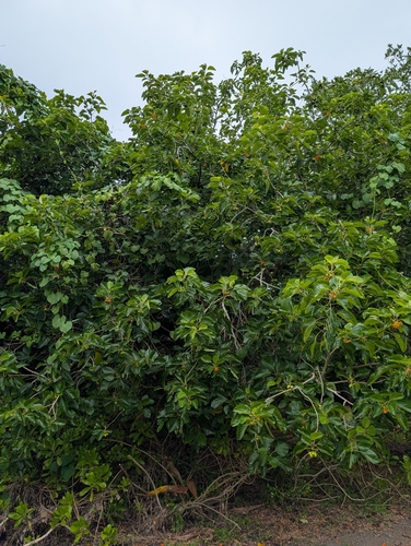 Cordia subcordata observed 2026-09-23