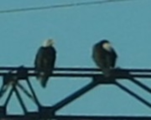 Bald Eagle