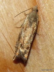 Epinotia solicitana