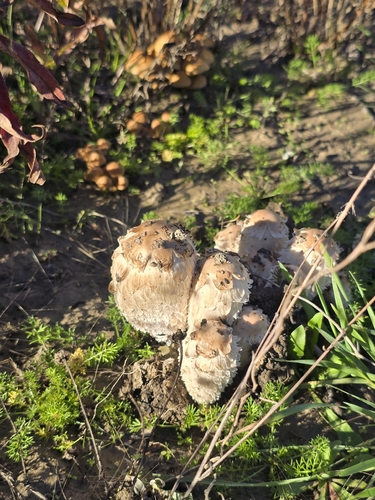 Shaggy Mane