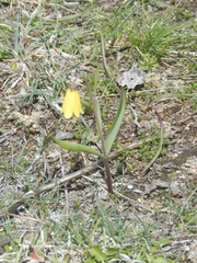 Fritillaria pudica