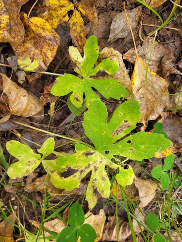 Petasites frigidus, photograph 4