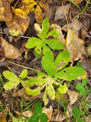 (c) Robyn Perkins, some rights reserved (CC BY) Petasites frigidus, photograph (c) Robyn Perkins, some rights reserved (CC BY)